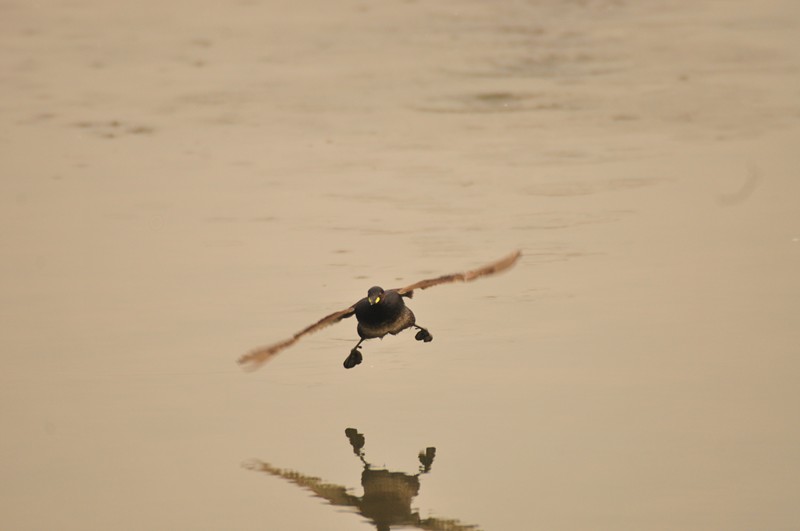 Camminare sull''acqua .... si pu�.